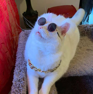 Meet your Posher, Cassie